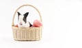 Easter animal and decoration concept. Little cute rabbit bunny black and white sitting in basket with color eggs over isolated Royalty Free Stock Photo