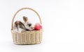 Easter animal and decoration concept. Little cute rabbit bunny brown and white sitting in basket with color eggs over isolated Royalty Free Stock Photo