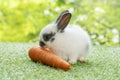 Easter animals bunny concept. Adorable newborn white, black baby rabbit eating fresh orange carrot white sitting on green meadow Royalty Free Stock Photo