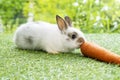 Easter animals bunny concept. Adorable newborn white, brown baby rabbit eating fresh orange carrot white sitting on green meadow Royalty Free Stock Photo