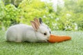 Easter animals family bunny concept. Two adorable newborn white, brown and gray baby rabbit eating fresh orange carrot white Royalty Free Stock Photo