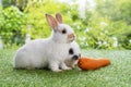 Easter animals family bunny concept. Two adorable newborn white, brown and gray baby rabbit eating fresh orange carrot white Royalty Free Stock Photo