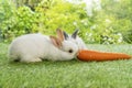 Easter animals family bunny concept. Two adorable newborn white, brown and gray baby rabbit eating fresh orange carrot white Royalty Free Stock Photo