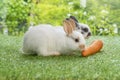 Easter animals family bunny concept. Two adorable newborn white, brown and gray baby rabbit eating fresh orange carrot white Royalty Free Stock Photo