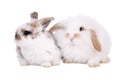 Easter baby bunnies Royalty Free Stock Photo