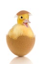 Easter baby duckling in egg