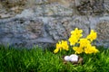 Easter background with blooming daffodils and eggs in a nest over fresh green grass against stone wall Royalty Free Stock Photo