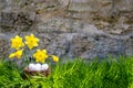 Easter background with blooming daffodils and eggs in a nest over fresh green grass against stone wall Royalty Free Stock Photo