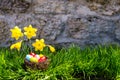 Easter background with blooming daffodils and eggs in a nest over fresh green grass against stone wall Royalty Free Stock Photo