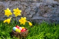 Easter background with blooming daffodils and eggs in a nest over fresh green grass against stone wall Royalty Free Stock Photo