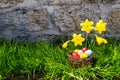 Easter background with blooming daffodils and eggs in a nest over fresh green grass against stone wall Royalty Free Stock Photo