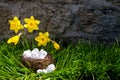 Easter background with blooming daffodils and eggs in a nest over fresh green grass against stone wall Royalty Free Stock Photo