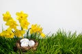 Easter background with blooming daffodils and spotted eggs in a nest over fresh green grass isolated on a white Royalty Free Stock Photo