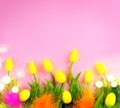Easter background. Bright yellow eggs and vivid spring blooming tulip flowers and fresh grass over pink background. Easter