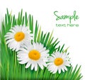 Easter background Daisy flowers in green grass. Royalty Free Stock Photo