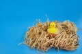 Easter background. Happy chicken in a nest on a straw on a blue background. Horizontal festive background. The concept