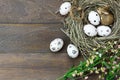 Easter background.Happy easter eggs pained also rabbin Royalty Free Stock Photo