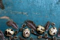 Easter background with quail eggs, feathers and catkins on blue rustic  wooden background Royalty Free Stock Photo