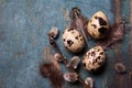 Easter background with quail eggs, feathers and catkins on blue rustic  wooden background Royalty Free Stock Photo