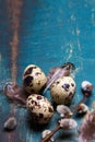 Easter background with quail eggs, feathers and catkins on blue rustic  wooden background Royalty Free Stock Photo