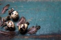 Easter background with quail eggs, feathers and catkins on blue rustic wooden background Royalty Free Stock Photo