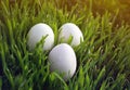 Easter background with three white chicken eggs lying in the green grass on a Sunny spring meadow Royalty Free Stock Photo