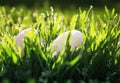 Easter background with two white chicken eggs lying in the green Royalty Free Stock Photo
