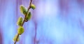 Easter background, willow branch with catkins on a blurred background