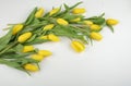 Easter background with yellow tulips isolated Royalty Free Stock Photo