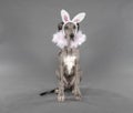 Easter ballerina puppy costume Royalty Free Stock Photo