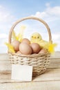 Easter basket with baby chicken and eggs Royalty Free Stock Photo