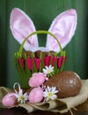 Easter basket with bunny ears and chocolate Easter eggs