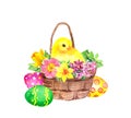 Easter basket with colored eggs flowers, cute little chick. Watercolor