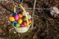 Easter basket with eggs hang on the branch Royalty Free Stock Photo