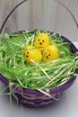 Easter basket with fake green grass with three little yellow chick eggs, like baby birds in a nest. Royalty Free Stock Photo