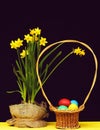 Easter basket full of colourful painted eggs next to daffodils Royalty Free Stock Photo