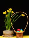 Easter basket full of colourful painted eggs next to daffodils Royalty Free Stock Photo