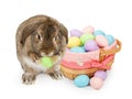 Easter basket with pastel colored plastic eggs Royalty Free Stock Photo