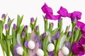 Easter.Beautiful light purple tulips with Easter eggs and feathers isolated on white background. Spring flowers and plants. Royalty Free Stock Photo