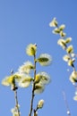 Easter bloom spring pussy-willow sky background Royalty Free Stock Photo