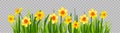 Isolated Easter blossom banner with daffodils