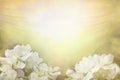 Easter Blossom Golden Light Bokeh Border Background