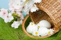 Easter blossoms and eggs Royalty Free Stock Photo