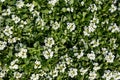 Easter Bonnet White Alyssum