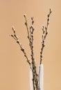 Easter branch of willow on a beige background. Willow branches and buds. Spring background