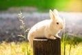 Easter bright little bunny. on the grass