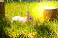Easter bright little bunny. on the grass
