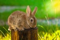 Easter bright little bunny. on the grass