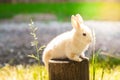 Easter bright little bunny. on the grass