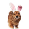 Easter brown metis dog with bunny ears looks to side Royalty Free Stock Photo